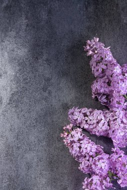 Siyah arka plan üzerine eflatun çiçek