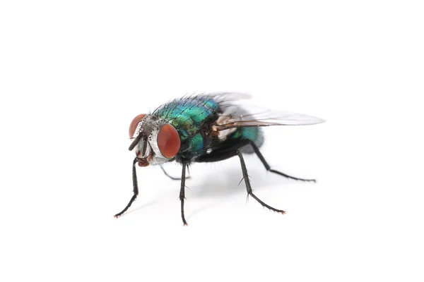 Mosca verde — Fotografia de Stock