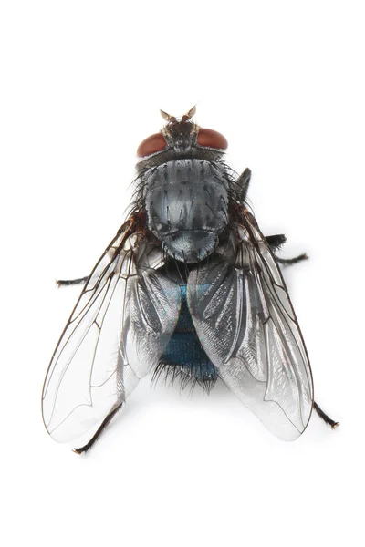 Fly insect — Stock Photo, Image
