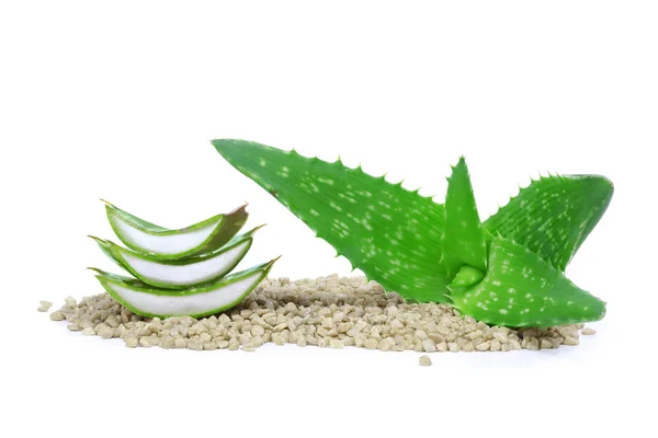 Aloe Vera — Stockfoto