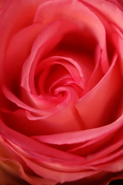 Pink rose — Stock Photo, Image