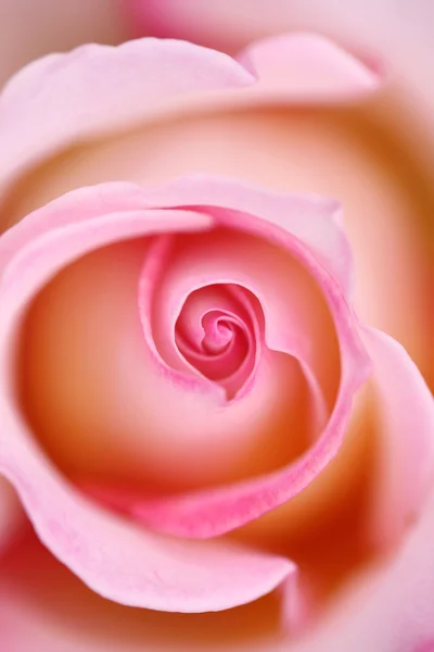 Pink rose — Stock Photo, Image