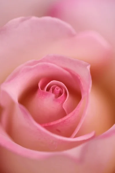 Pink rose — Stock Photo, Image