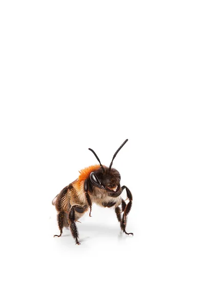 Bee isolated — Stock Photo, Image