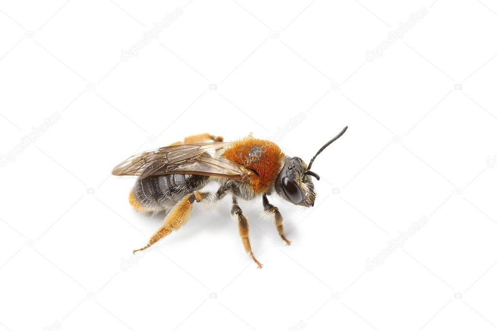 Bee isolated