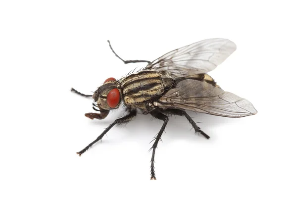 Macro inseto mosca — Fotografia de Stock