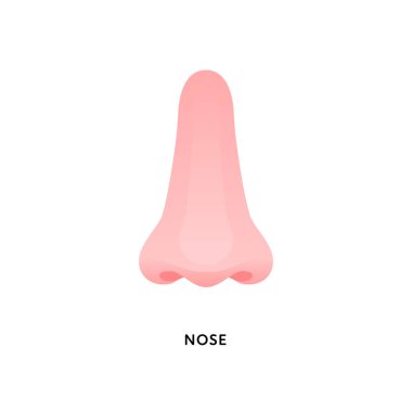 İnsan organı koleksiyonu. Vektör düz modern anatomik simge renk çizimi. Burun koku duyusu sembolü. Ön manzara. Sağlık sigortası işareti.