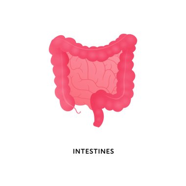 İnsan organı koleksiyonu. Vektör düz modern anatomik simge renk çizimi. Kırmızı bağırsaklar beyaz arka planda izole edilmiş. Sağlık sigortası. Gastroenteroloji, tıp ve biyoloji için tasarım ögesi.