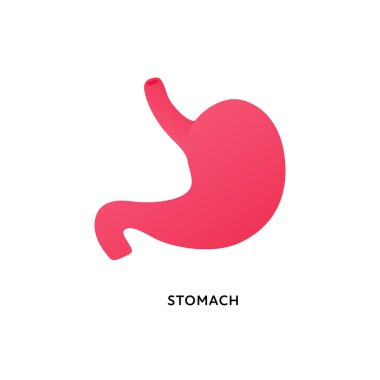 İnsan organı koleksiyonu. Vektör düz modern anatomik simge renk çizimi. Kırmızı mide beyaz arka planda izole edilmiş. Sağlık sigortası. Gastroenteroloji, tıp ve biyoloji için tasarım ögesi.