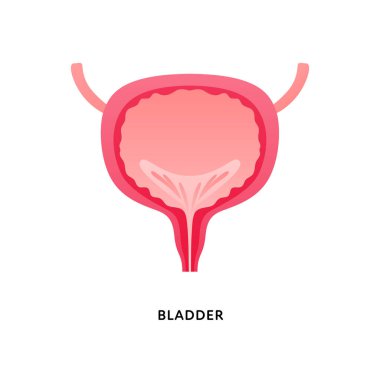 Human organ collection. Vector flat modern anatomical icon color illustration. Red bladder isolated on white background. Health care medical sign. Design element for urology.