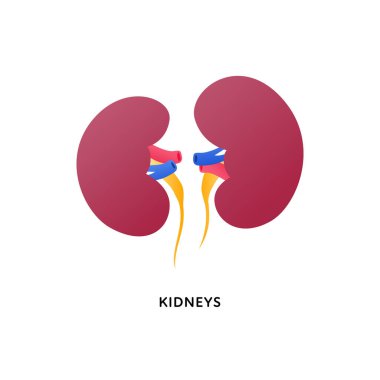 Human organ collection. Vector flat modern anatomical icon color illustration. Red kidneys isolated on white background. Health care medical sign. Design element for nephrology .