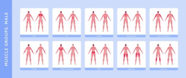 Human muscle group and body anatomy. Vector flat color illustration set. Full length anatomic male model with highlight group. Front and back view. Design element for medicine, education and sport.