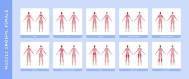 Human muscle group and body anatomy. Vector flat color illustration set. Full length anatomic female model with highlight group. Front and back view. Design element for medicine, education and sport.