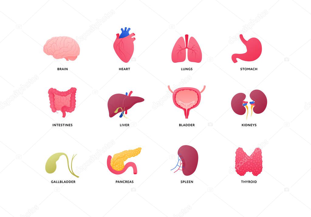 Human organ icon collection. Vector flat color anatomical illustration. Nervous, cardivascular, digestive systems, internal organs and glands. Design element for medicine, biology, education.