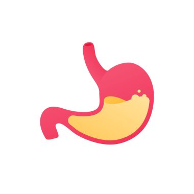 İnsan organı koleksiyonu. Sindirim sistemi. Vektör düz anatomik ikon çizimi. Kırmızı mide ve beyaz arka planda izole edilmiş asit sıvısı. Sağlık sigortası. Mide ve reflü sembolü.