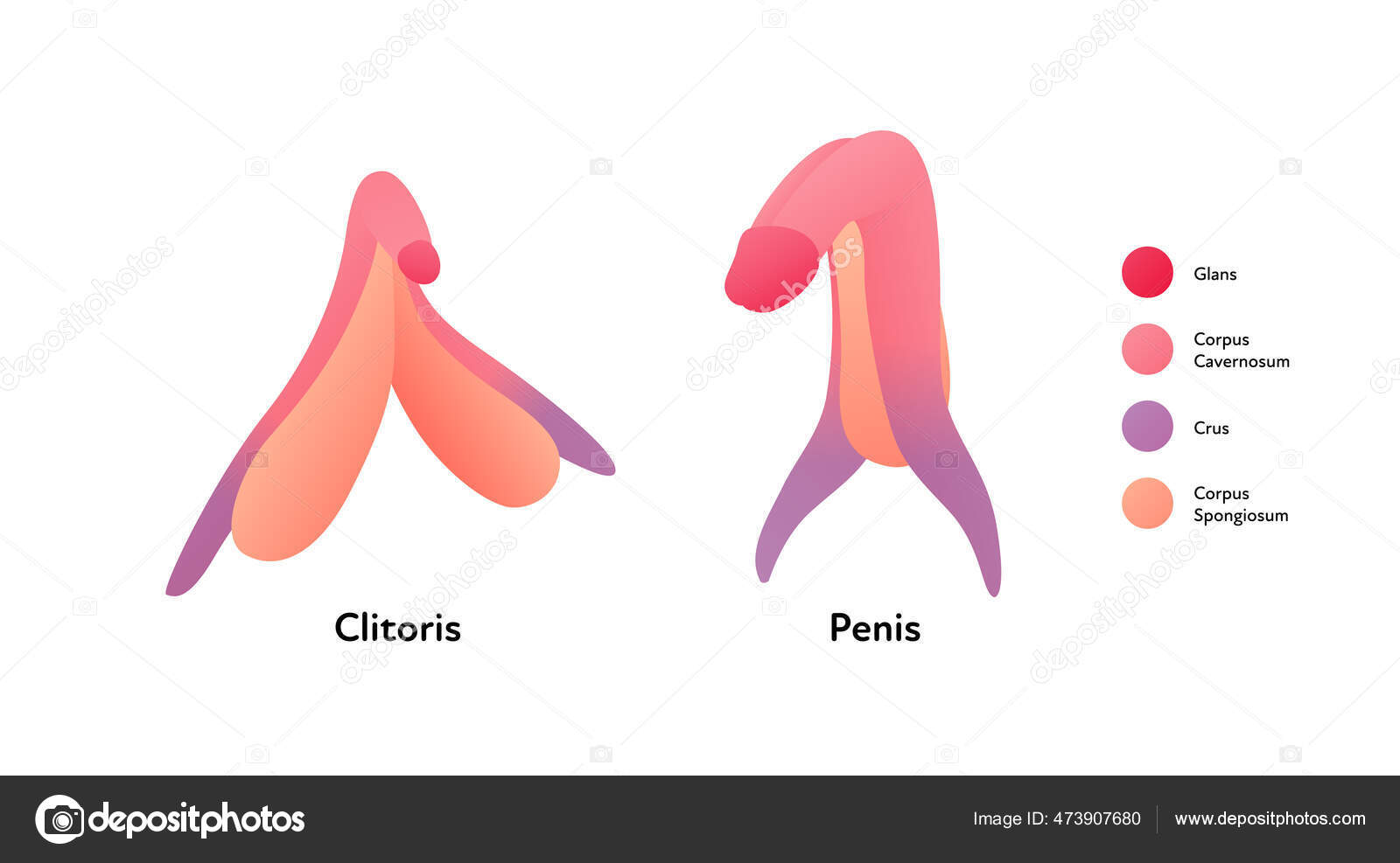 Reproductive System Infographic Poster Vector Flat Medical Illustration