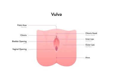 Reproductive system infographic poster. Vector flat medical illustration. Female vulva anatomical scheme with text. Clitoris, bladder, vaginal opening, anus, lips. Design for healthcare, gynecology.