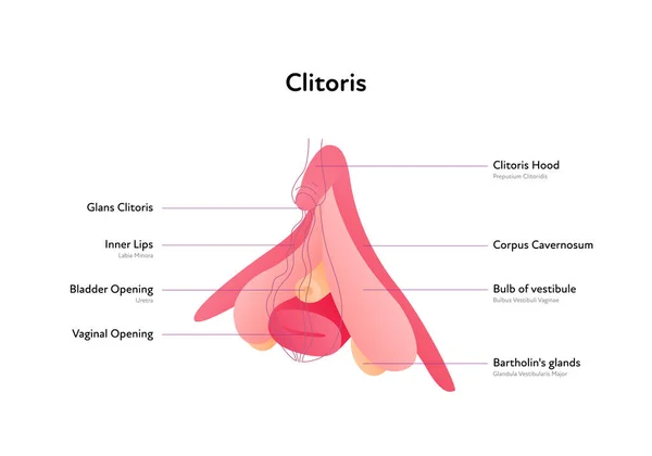 Reproduktionssystemets Infografiska Affisch Vektor Platt Medicinsk Illustration Kvinnlig Klitoris Anatomisk — Stock vektor