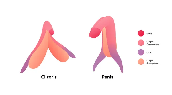 Reproductive System Infographic Poster Vector Flat Medical Illustration Female Clitoris — Vetor de Stock