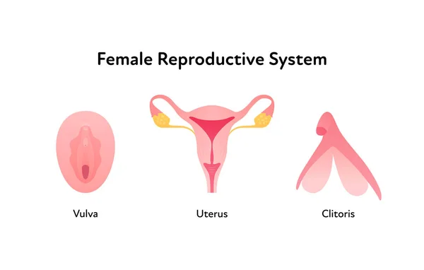 Инфографический Плакат Репродуктивной Системы Векторная Плоская Медицинская Иллюстрация Женская Вульва — стоковый вектор
