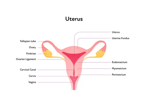 Reproductive System Infographic Poster Vector Flat Medical Illustration Female Uterus — Vector de stock