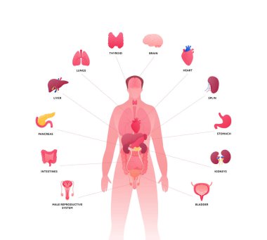 Human body with internal organ anatomy. Vector flat healthcare illustration. Male body isolated on white background. Organs icon with text and pointer. Design for health care, science, biology