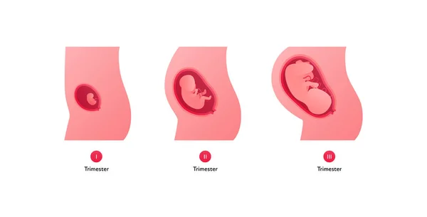 Stadi Sviluppo Embrionale Umano Infografica Sanitaria Illustrazione Medica Piatta Vettoriale — Vettoriale Stock