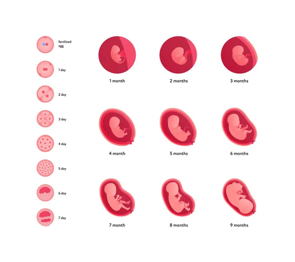 Desarrollo Embrionario Humano Infografía Sanitaria Ilustración Médica Plana Vectorial Icono — Vector de stock