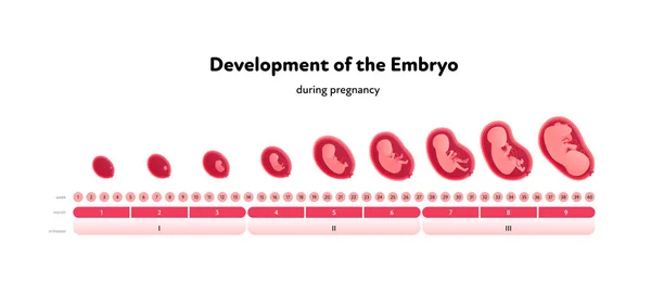 Desarrollo Embrionario Humano Infografía Sanitaria Ilustración Médica Plana Vectorial Cronología — Vector de stock