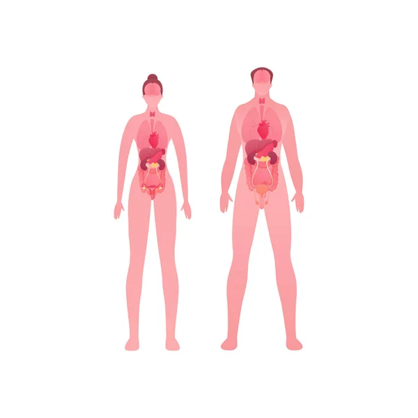Anatomie Der Inneren Organe Des Menschlichen Körpers Vektorflache Darstellung Des — Stockvektor