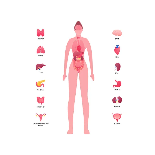 Emberi Test Belső Szervi Anatómia Vektor Lapos Egészségügyi Illusztráció Női — Stock Vector