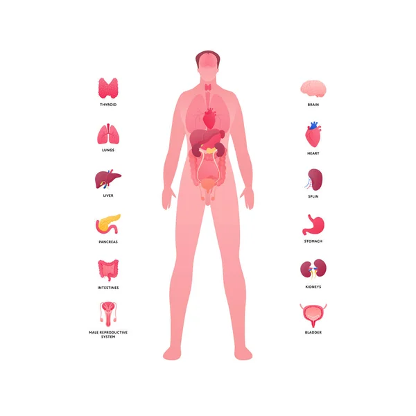 Human Body Internal Organ Anatomy Vector Flat Healthcare Illustration Male — Wektor stockowy