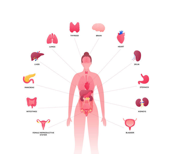 Human body with internal organ anatomy. Vector flat healthcare illustration. Female body isolated on white background. Organs icon with text and pointer. Design for health care, science, biology