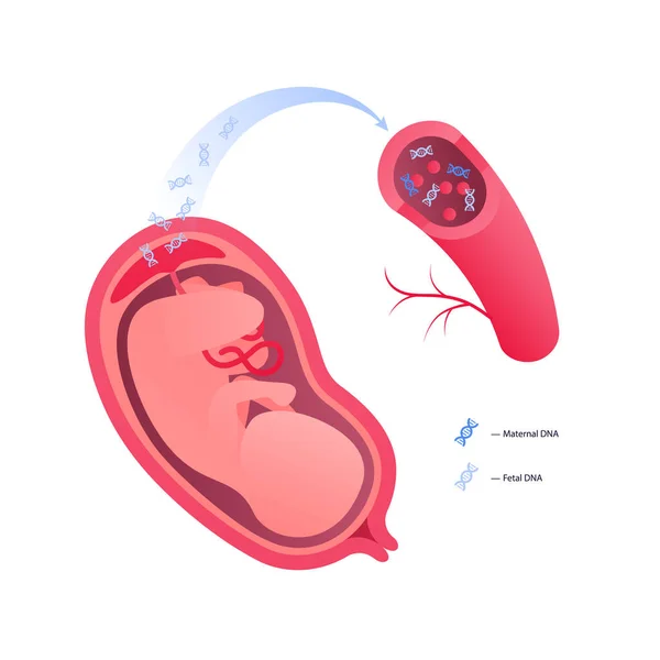 Test Parentale Non Invasivo Concetto Nipt Illustrazione Sanitaria Piatta Vettoriale — Vettoriale Stock