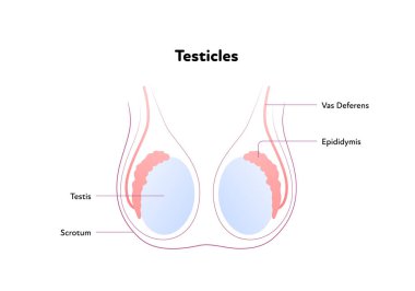 İnsan üreme sistemi anatomisi bilgi tablosu. Vektör düz sağlık hizmeti çizimi. Metin diyagramlı erkek testisleri. Ön manzara. Biyoloji, sağlık, üroloji için tasarım