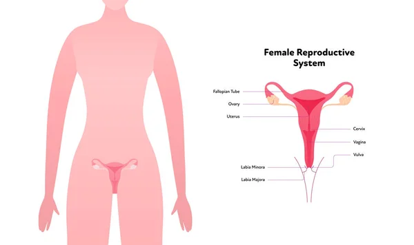 Human Reproductive System Anatomy Inforgaphic Chart Vector Flat Healthcare Illustration — Διανυσματικό Αρχείο