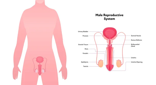 Human Reproductive System Anatomy Inforgaphic Chart Vector Flat Healthcare Illustration — ストックベクタ