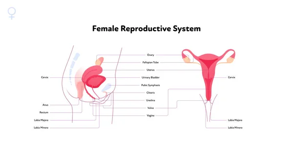 ヒトの生殖システムの解剖学的情報グラフ ベクターフラットヘルスケアイラスト 名前の図を持つ女性の子宮 正面と側面の景色 生物学 婦人科のためのデザイン — ストックベクタ