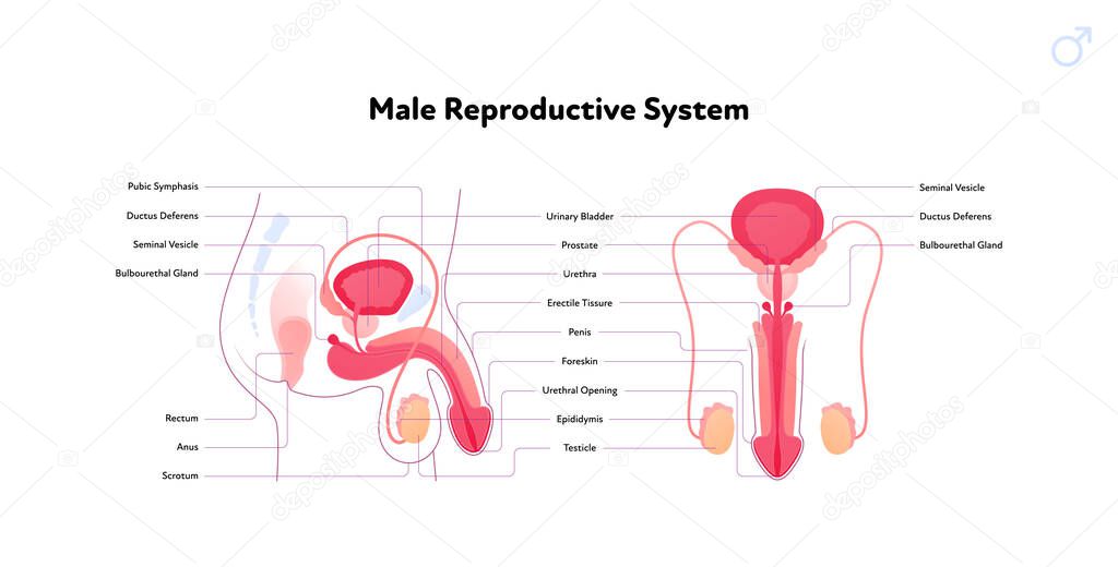 Human reproductive system anatomy inforgaphic chart. Vector flat healthcare illustration. Male penis and testicles with name diagram. Front and side view. Design for biology, health care, urology