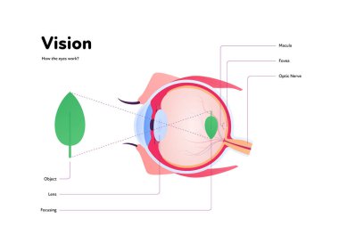 Human eye anatomy and vision medical infographic poster. Vector healthcare illustration. Side view of human eyeball with text isolated on white. Design for ophthalmology clipart