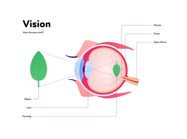 ヒトの眼の解剖学と視覚医学のインフォグラフィックポスター ベクターヘルスケアイラスト 白に隔離されたテキストを持つ人間の眼球の側面図 眼科用デザイン — ストックベクタ