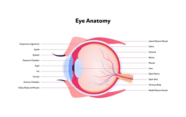 Anatomía Ocular Humana Infografía Médica Visión Ilustración Sanitaria Vectorial Vista — Archivo Imágenes Vectoriales