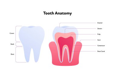 Diş anatomisi çizelgesi. Vektör biyomedikal çizim. Beyaz arkaplanda izole edilmiş metinle kesit. İç ve dış diş yapısı. Sağlık ve dişçilik için tasarım