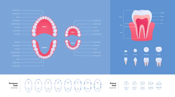 Zahnkiefer Und Zahnanatomie Diagramm Vektor Biomedizinische Illustration Farbiges Infografik Set — Stockvektor