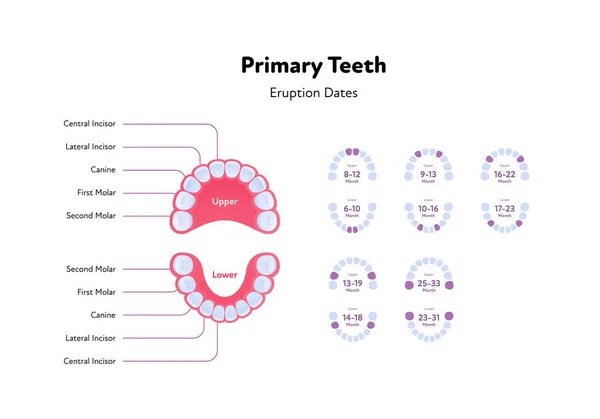 Стоматологічна Щелепа Діаграма Анатомії Зубів Векторна Біомедична Ілюстрація Первинне Виверження — стоковий вектор