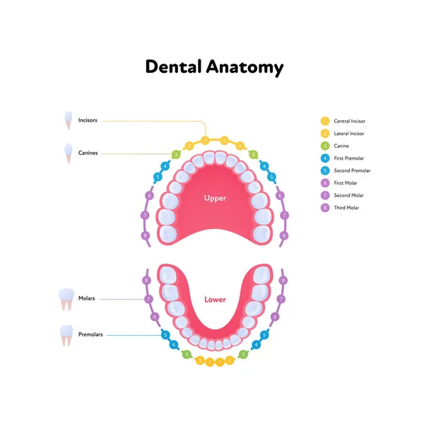 Carta Anatomía Mandíbula Diente Dental Ilustración Biomédica Vectorial Esquema Color — Archivo Imágenes Vectoriales