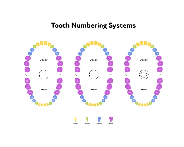 Стоматологічна Щелепа Діаграма Анатомії Зубів Векторна Біомедична Ілюстрація Схема Кольору — стоковий вектор