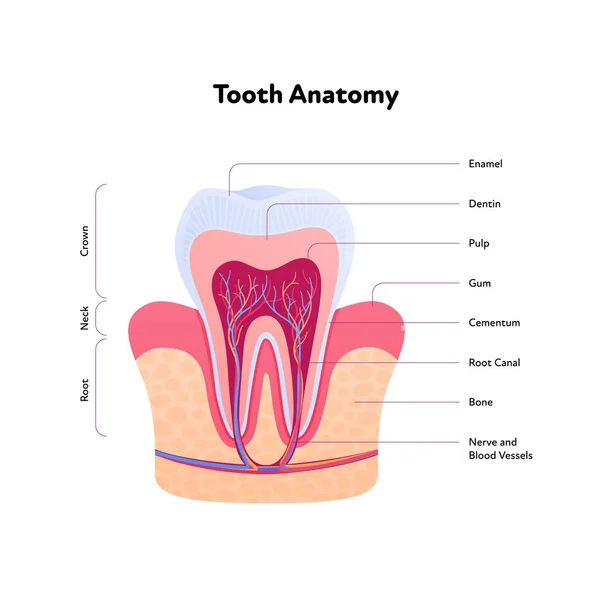Diş anatomisi çizelgesi. Vektör biyomedikal çizim. Beyaz arkaplanda izole edilmiş metinle kesit. İç diş yapısı. Sağlık ve dişçilik için tasarım