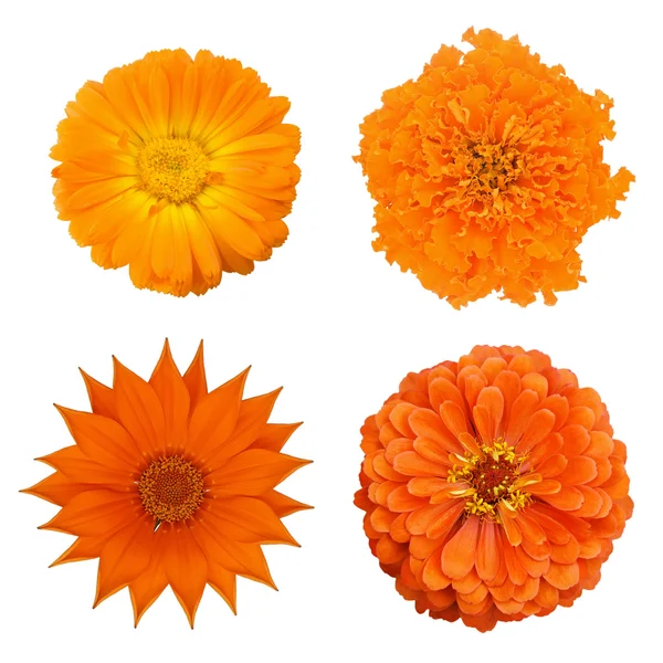 4 orangefarbene Blüten: Zinnie; Ringelblume; Ringelblume, Gazania — Stockfoto