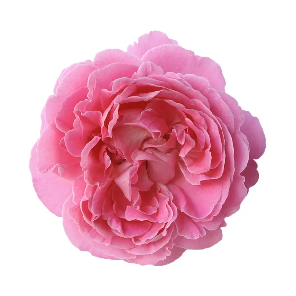 Rosa Rosa aislada sobre fondo blanco Imagen de archivo